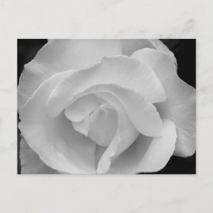 Postal Color de rosa blanco y negro