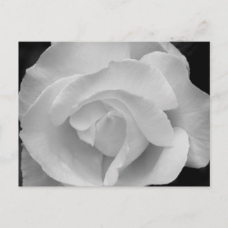 Postal Color de rosa blanco y negro