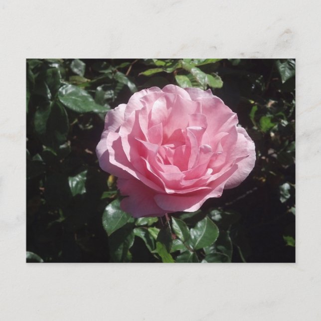 Postal color de rosa rosada (Anverso)