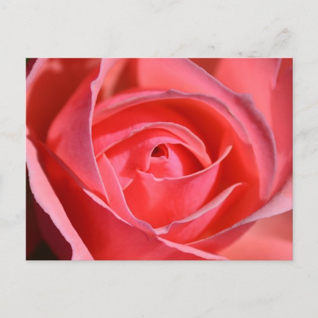 Postal color de rosa rosada brillante (Anverso)