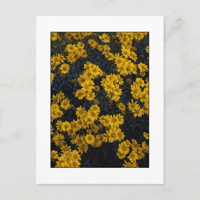 Postal " Color Me Yellow " (Anverso)