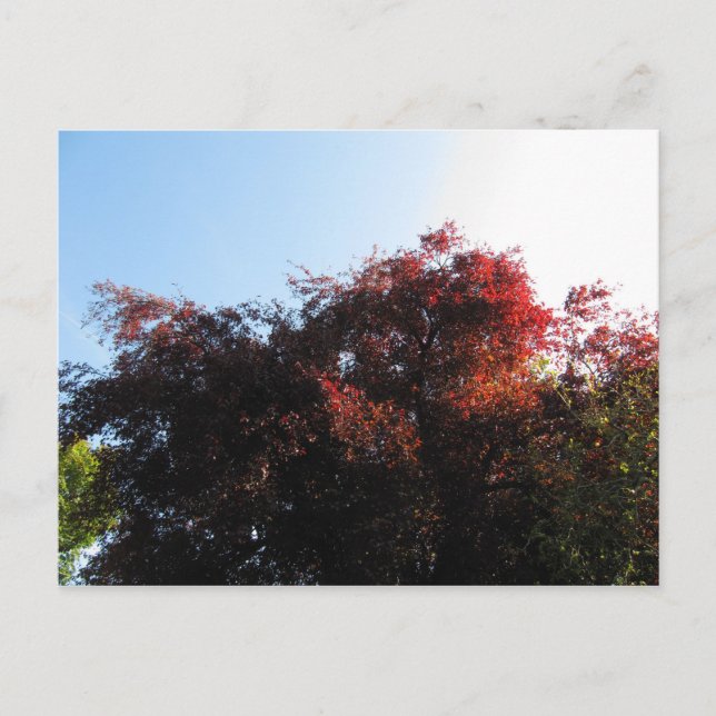 Postal Color natural (Anverso)