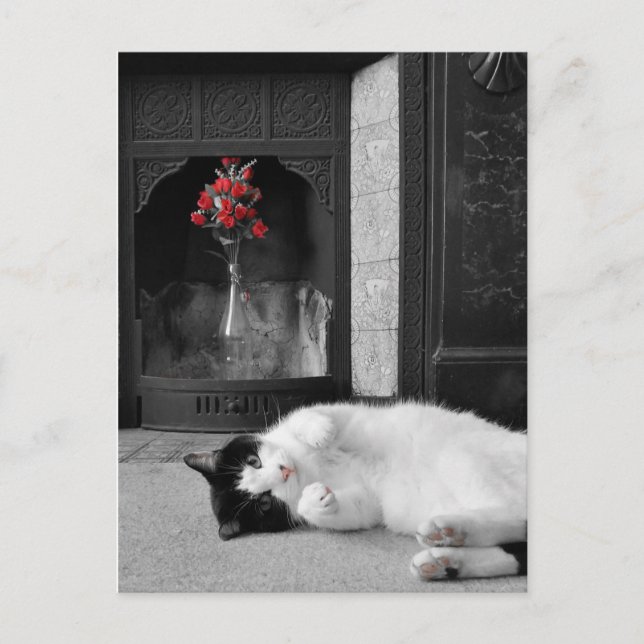 Postal Color Splash Cat (Anverso)
