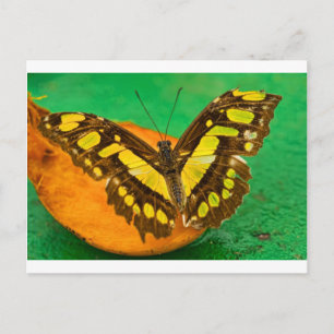 Postal Color tropical