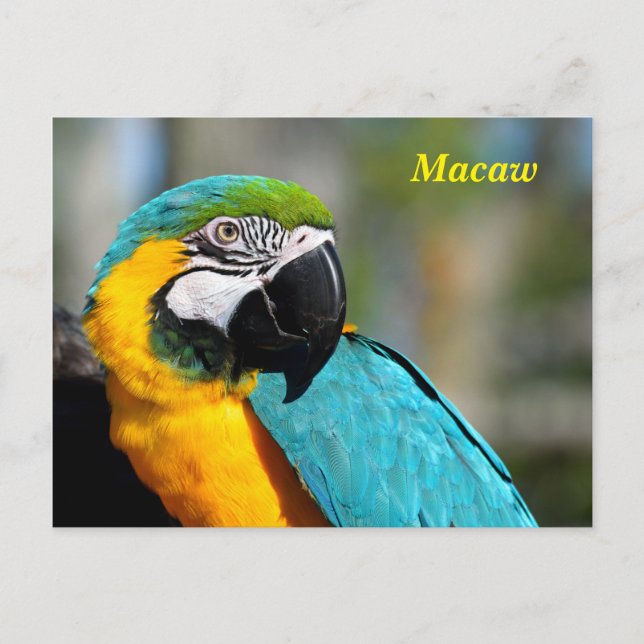 Postal Color vibrante Macaw (Anverso)