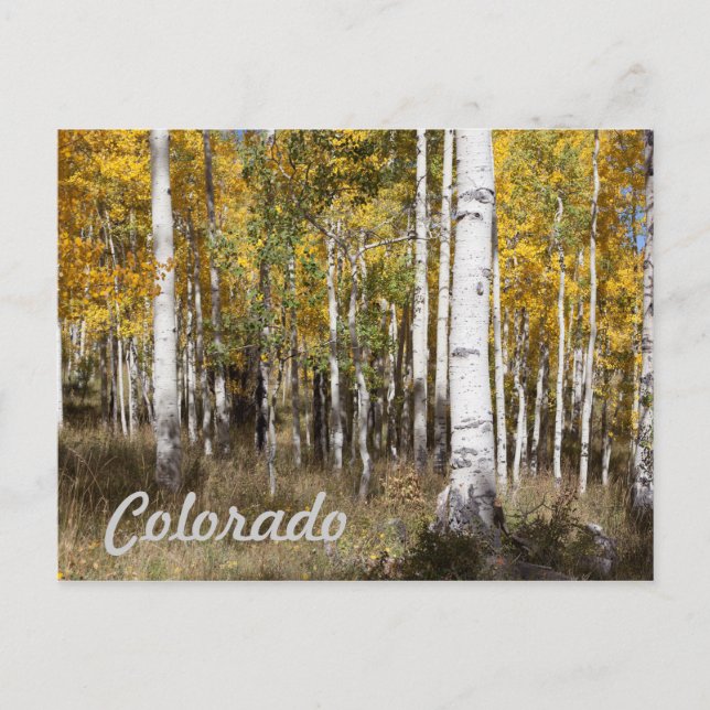 Postal Colorado Aspen Grove en otoño (Anverso)