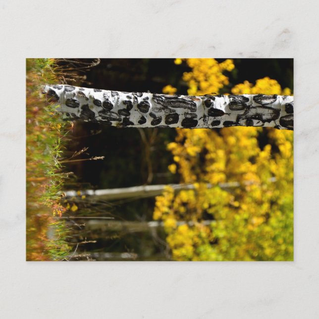 Postal Colorado Aspens (Anverso)