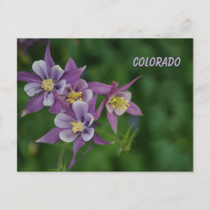 Postal Colorado Blue Columbine