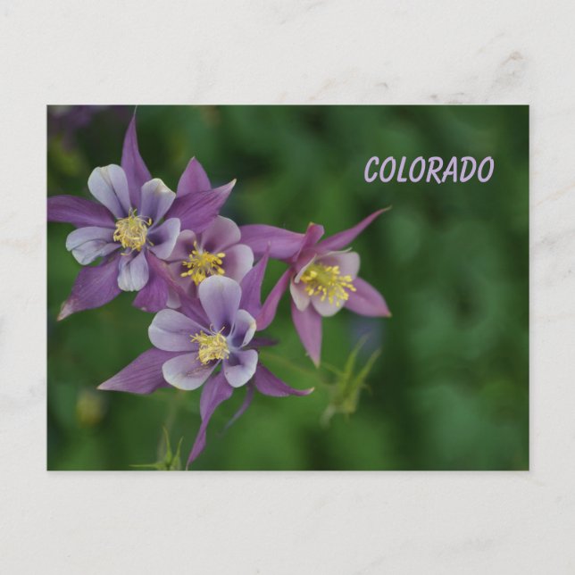 Postal Colorado Blue Columbine (Anverso)