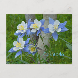 Postal Colorado columbine