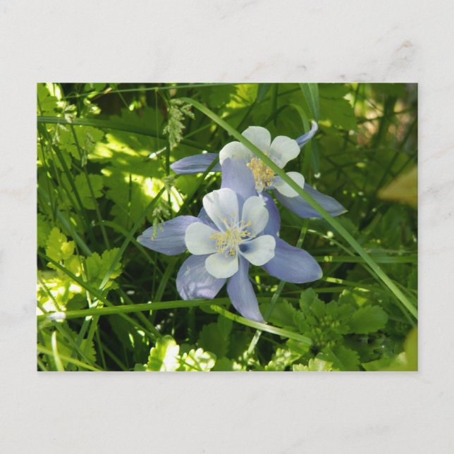 Postal Colorado Columbine (Anverso)