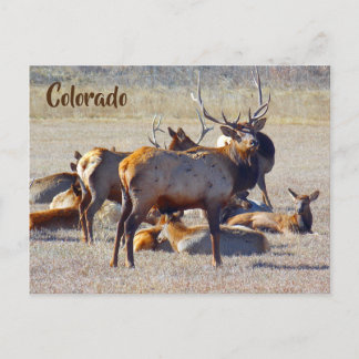 Postal Colorado Elk