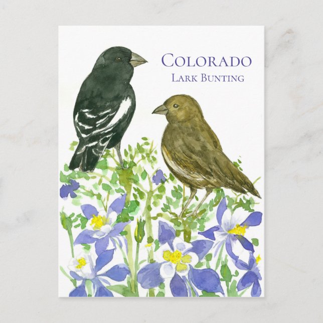 Postal Colorado Lark Bunting State Birds Wild Columbine (Anverso)