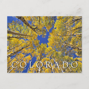 Postal Colorado Otoño Bosque de Aspen en Otoño Gracias