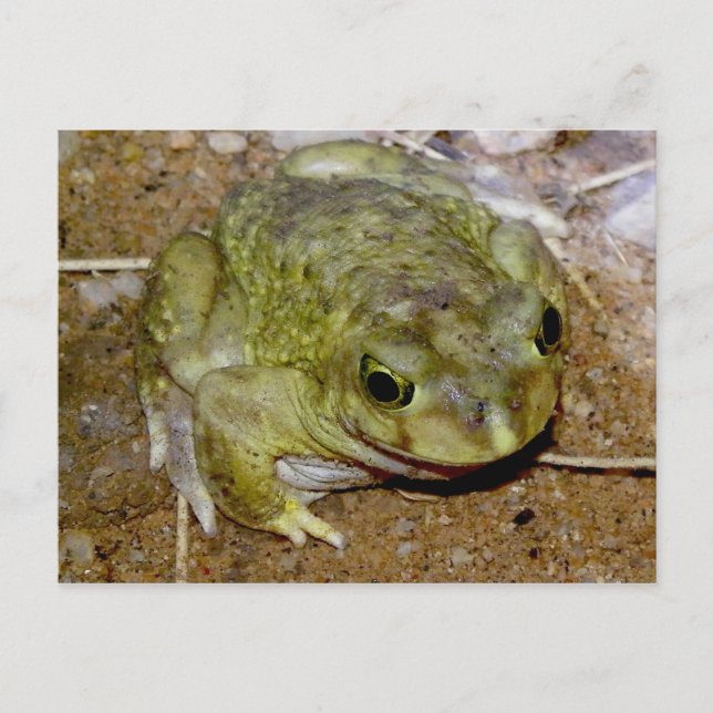 Postal Colorado River Toad Bufo alvarius (Anverso)