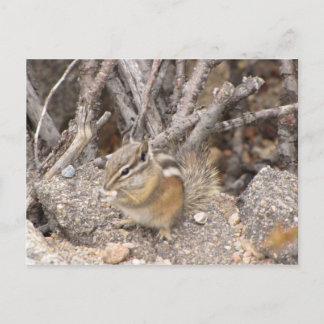 Postal Colorado Rocky Mountain Chipmunk