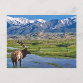 Postal Colorado Rocky Mountains Elk