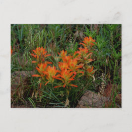 Postal Colorado Scarlet Paintcepillo Estacionario