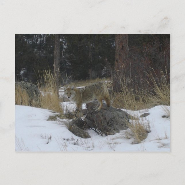 Postal Colorado Snow Coyote (Anverso)