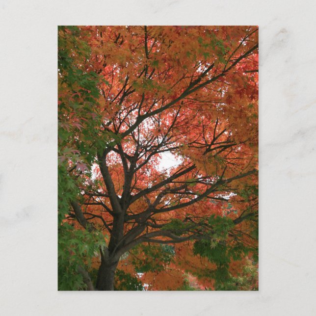 Postal Colores (Anverso)