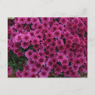 Postal Colores Caídos De Oak Park Il.