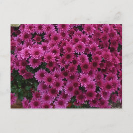 Postal Colores Caídos De Oak Park Il.