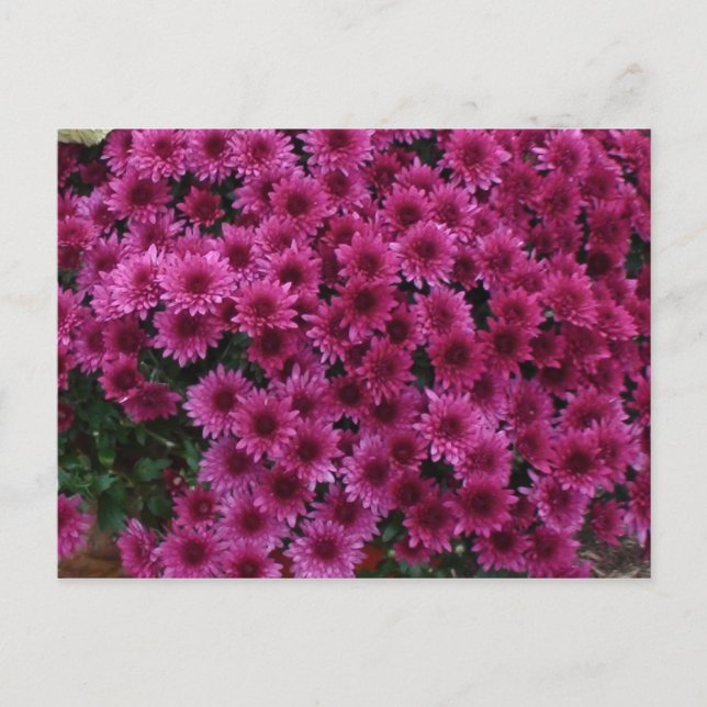 Postal Colores Caídos De Oak Park Il. (Anverso)