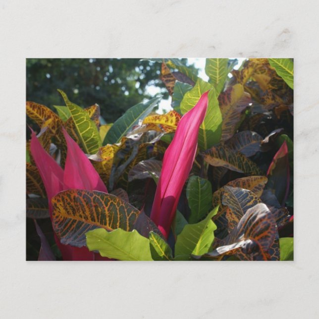 Postal Colores de Bucerias, México (Anverso)