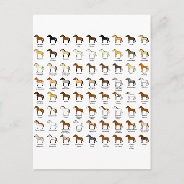 Postal Colores de caballos (Anverso)