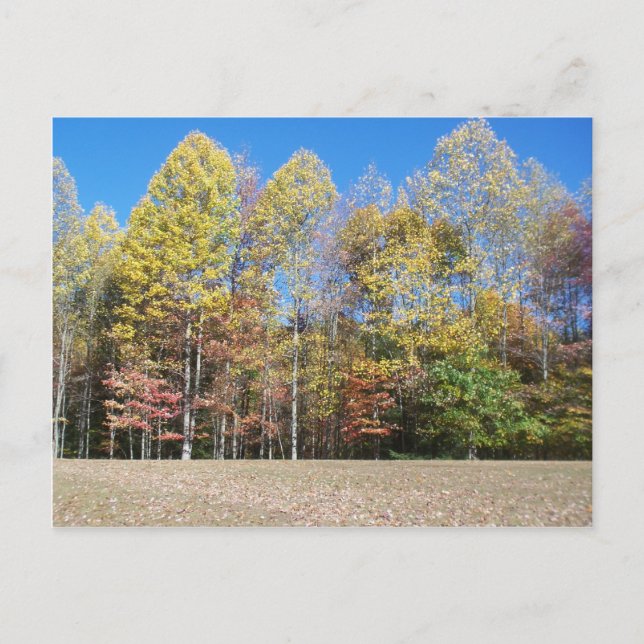 Postal Colores de caída (Anverso)