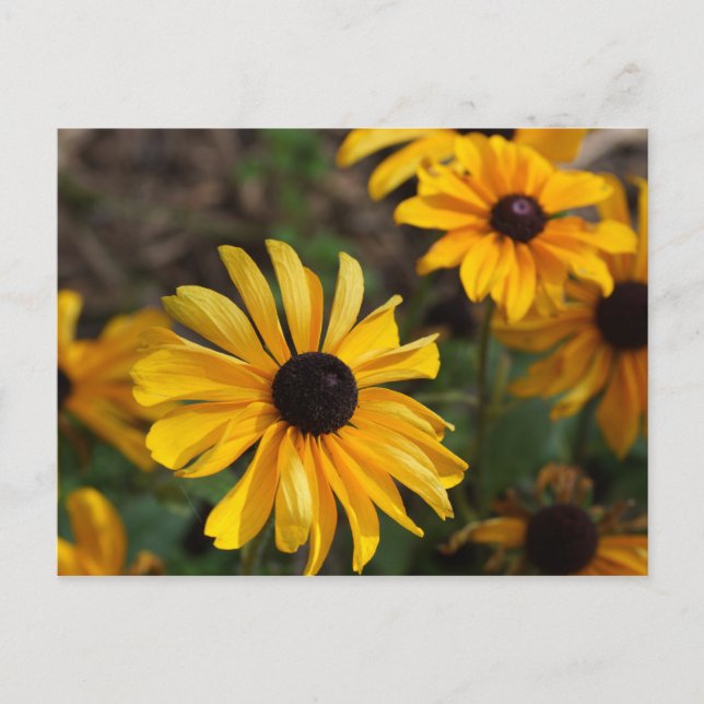 Postal Colores de caída (Anverso)