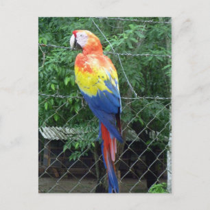 Postal colores de la guacamaya escarlata