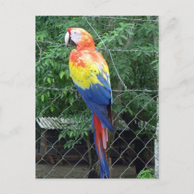 Postal colores de la guacamaya escarlata (Anverso)