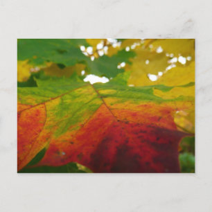 Postal Colores de la hoja de arce Fotografía de la natura