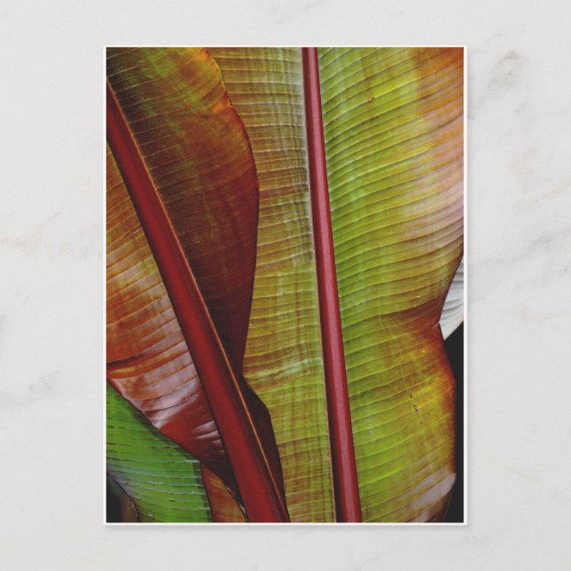 Postal Colores de la selva (Anverso)