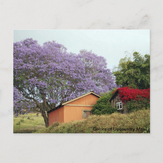 Postal Colores de Maui de un país alzado (Anverso)