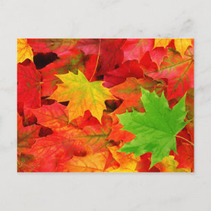 Postal Colores de otoño