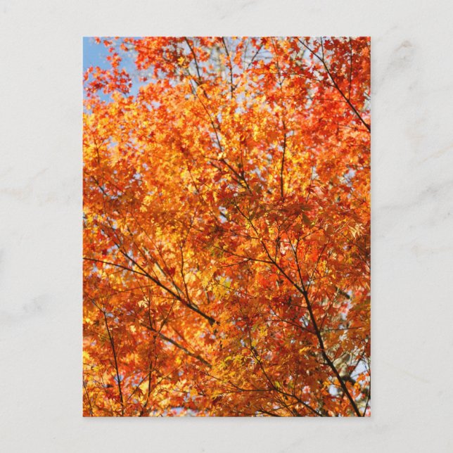 Postal Colores de otoño (Anverso)