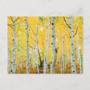 Postal Colores de otoño de árboles de Aspen 1
