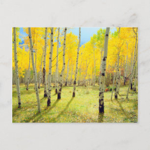 Postal Colores de otoño de árboles de Aspen 4
