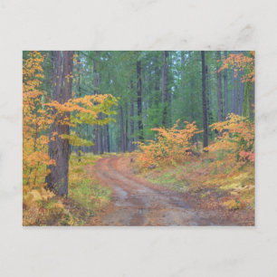 Postal Colores de otoño de bosques en The Cascade 7