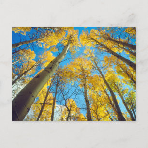 Postal Colores de otoño de los árboles de Aspen 2