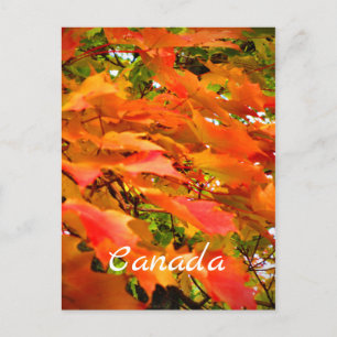 Postal Colores de Otoño Hojas de Arce Canadá