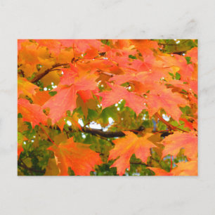 Postal Colores de Otoño Hojas de Arce Canadá