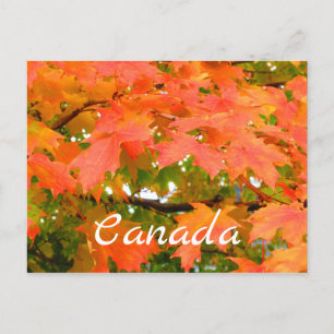 Postal Colores de Otoño Hojas de Azúcar Arce Canadá