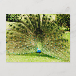 Postal Colores de pantalla de pavo real