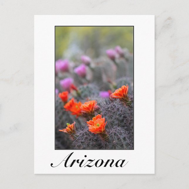 Postal Colores del desierto Arizona (Anverso)