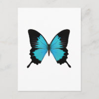 Colores originales de mariposa azul y negro brilla