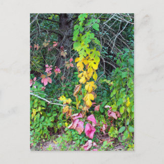 Postal Colores otoñales