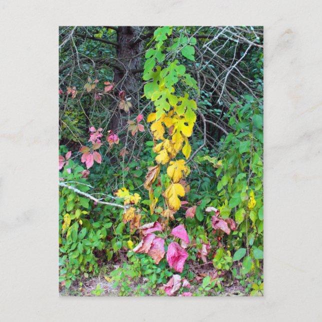 Postal Colores otoñales (Anverso)